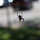 Illustration for article titled As SupremeEvan Stumbles... into a Spiders Web!